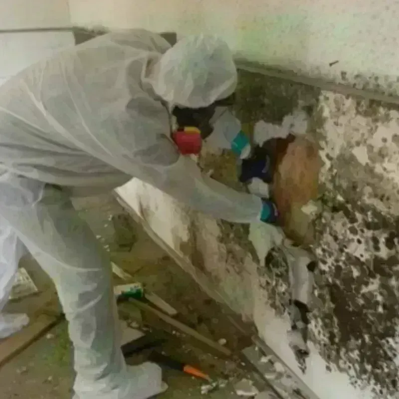 Mold Remediation and Removal in Princeton, MA